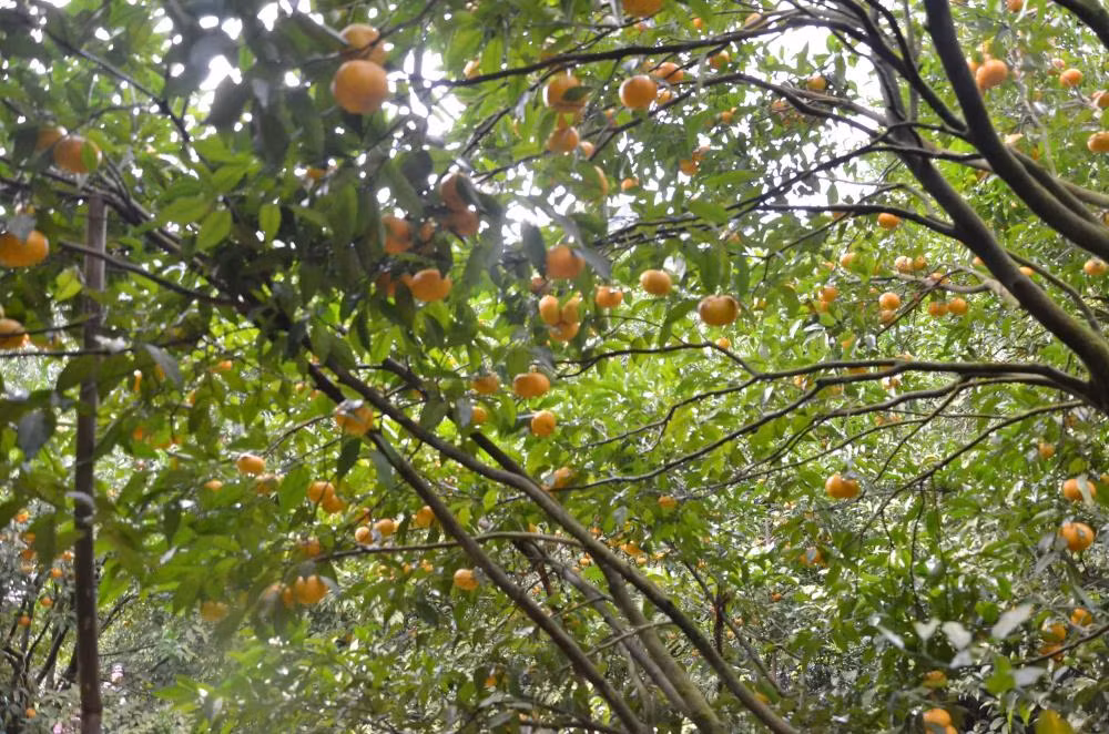 Tại đây, du khách cũng có thể đặt các xuất ăn trưa để thưởng thức các món ăn đặc trưng ngay dưới những tán quýt xum xuê.