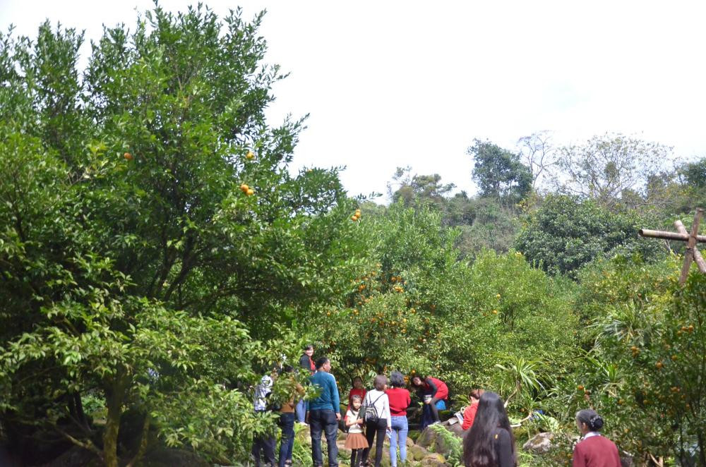 Tất nhiên, sẽ không được tự ý hái (vặt quýt) trên cây, bởi chủ vườn đã bố trí sẵn quýt cho khách tại những địa điểm dừng nghỉ.