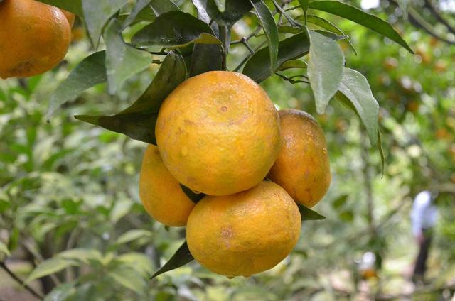 Đến với vườn quýt này, ngoài việc được chiêm ngưỡng, thăm thú những cây quýt với tuổi đời gần 30 năm trong các lân đá, du khách sẽ được thưởng thức miễn phí những trái quýt căng tròn, vàng ươm.