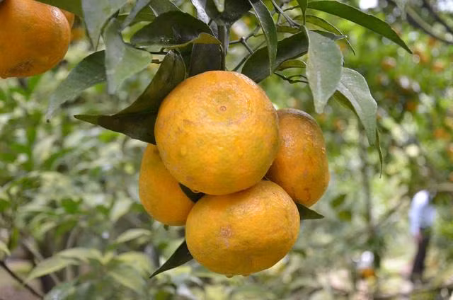 Đến với vườn quýt này, ngoài việc được chiêm ngưỡng, thăm thú những cây quýt với tuổi đời gần 30 năm trong các lân đá, du khách sẽ được thưởng thức miễn phí những trái quýt căng tròn, vàng ươm.