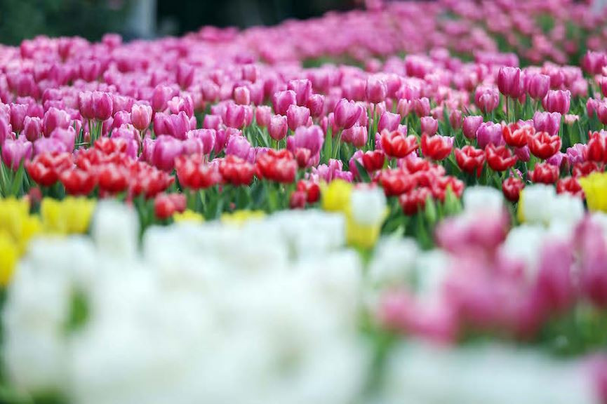 Hoa tulip được trồng thành từng thảm hoa trải dài, tạo nên cảnh sắc của một chốn thiên đường mộng mơ, tràn đầy sức sống. 