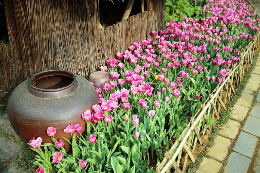 Những dải hoa tulip được trồng xen kẽ quanh lối đi tạo nên vẻ đẹp mộc mạc. 
