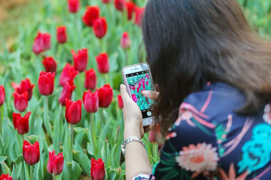 Nhiều du khách bị hút hồn bởi những bông hoa tulip đỏ thắm và lưu lại những hình ảnh đẹp cho riêng mình. 