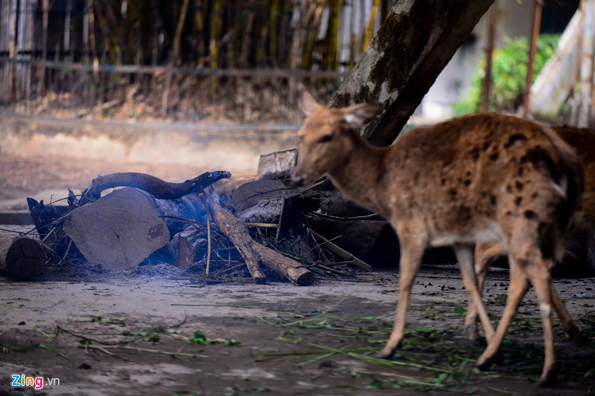 Những con hươu trong vườn thú cũng được đốt lửa để giữ ấm.