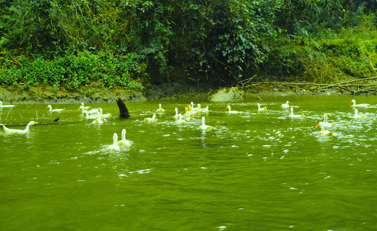 Các loài vật nuôi được chăn thả tự do, tô điểm thêm vẻ đẹp sinh động cho hồ Ba Bể. (Ảnh: Long Trọng)