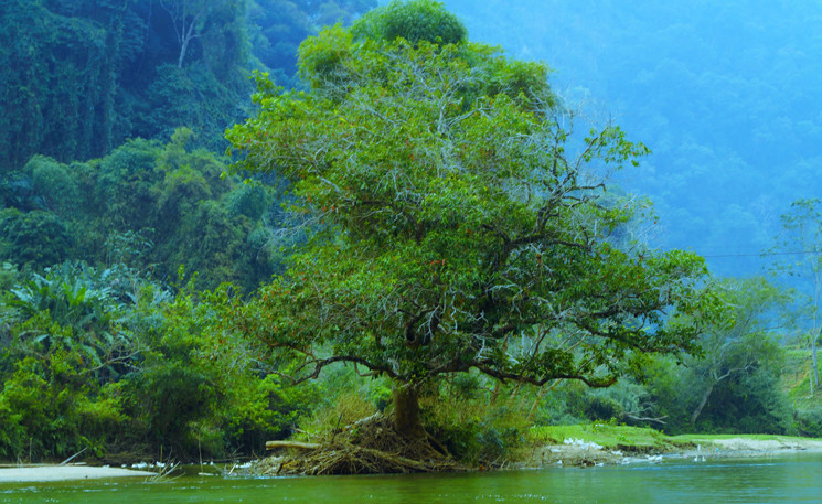 Trên bãi đất bồi, cây kỳ quái cao tuổi sừng sững tạo ra sự kỳ ảo cho khung cảnh nên thơ, trữ tỉnh. (Ảnh: Long Trọng)