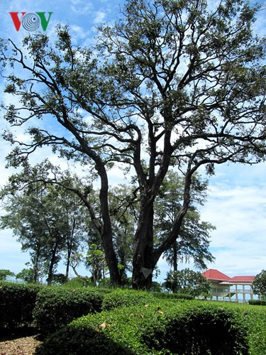 Một góc trong khuôn viên cung điện Mrigadayavan.