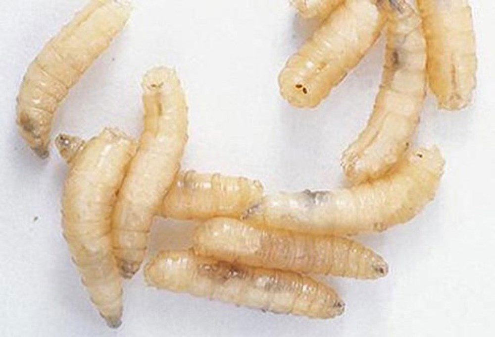 Từ lầm tưởng này, nhà khoa học Bỉ Jan Baptista van Helmont thậm chí còn đưa ra công thức sinh sản kỳ quặc cho loài chuột. Ông cho rằng, chỉ cần đặt một chiếc áo bẩn hoặc vải vụn hoặc hạt lúa mì ở ngoài, chỉ sau 21 ngày một chú chuột sẽ tự sinh ra. Vậy mà phải mất rất lâu, người ta mới bác bỏ quan điểm này khi các chuyên gia quan sát kỹ quá trình phân hủy xác thối và phát hiện rằng giòi là ấu trùng nở ra từ trứng ruồi bên trong xác thối.