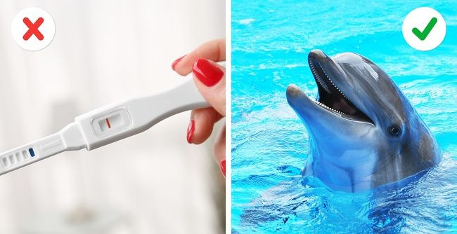  Thử thai bằng cá heo: Cá heo là loài giao tiếp bằng sóng âm. Các sóng âm trong đầu cá heo hoạt động như radar và chức năng chính là thông tin cho đồng loại về các mối đe dọa. Đồng thời, các sóng âm này cũng phát hiện phụ nữ mang thai. Nhờ vào định vị sóng âm, có heo sẽ phát hiện ra một bào thai đang phát triển và chúng quan tâm khá nhiều đến phụ nữ mang thai. Chúng sẽ bơi đến người phụ nữ có thai và tạo ra tiếng ồn bằng bụng hoặc ấn mũi vào bụng cô ấy và bắt đầu kêu. Đây là một trong những sự thật cực thú vị không hẳn ai cũng biết.