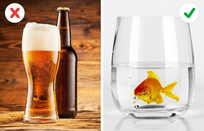  Tạo ra rượu bằng cá vàng: Cá vàng sống trong môi trường giá lạnh ở các nước Bắc Âu đã tìm ra cách thích nghi và sinh tồn. Bởi nước quá lạnh hay bị đóng băng sẽ khiến lượng Oxy trong nước giảm đáng kể. Cá vàng sẽ chuyển sang hô hấp kị khí trong một thời gian khá dài. Trong giai đoạn này, nồng độ acid lactic trong cơ thể chúng tăng lên. Cá sẽ chuyển đổi acid thành chất cồn trước khi khuếch tán quá mang và hòa vào nguồn nước. Cá vàng sản xuất loại men có tên pyruvate decarboxylase, thường dùng trong việc ủ rượu. Vì vậy nếu bạn muốn có một lít rượu cá, bạn phải đặt một con cá vàng vào một chai nước đóng kín trong 200 ngày. Nếu bạn muốn say rượu, bạn chỉ cần "đóng hộp" 1.000 con cá vàng và thêm một ít đá.