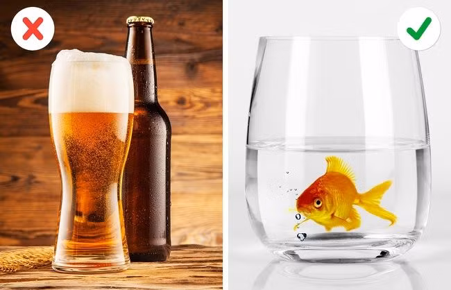  Tạo ra rượu bằng cá vàng: Cá vàng sống trong môi trường giá lạnh ở các nước Bắc Âu đã tìm ra cách thích nghi và sinh tồn. Bởi nước quá lạnh hay bị đóng băng sẽ khiến lượng Oxy trong nước giảm đáng kể. Cá vàng sẽ chuyển sang hô hấp kị khí trong một thời gian khá dài. Trong giai đoạn này, nồng độ acid lactic trong cơ thể chúng tăng lên. Cá sẽ chuyển đổi acid thành chất cồn trước khi khuếch tán quá mang và hòa vào nguồn nước. Cá vàng sản xuất loại men có tên pyruvate decarboxylase, thường dùng trong việc ủ rượu. Vì vậy nếu bạn muốn có một lít rượu cá, bạn phải đặt một con cá vàng vào một chai nước đóng kín trong 200 ngày. Nếu bạn muốn say rượu, bạn chỉ cần "đóng hộp" 1.000 con cá vàng và thêm một ít đá.