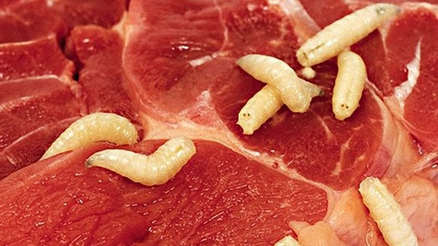 Con giòi tự sinh ra từ xác thối: Aristotle (384 - 322 TCN) là một trong những nhà khoa học nổi tiếng nhất trong lịch sử cổ đại của nhân loại. Ông được coi là người có hiểu biết uyên thâm, là một trong những nhà khoa học vĩ đại nhất của Hy Lạp cổ. Thế nhưng, bên cạnh kho tàng nghiên cứu đồ sộ, Aristotle cũng để lại cho hậu thế một lầm tưởng nghiêm trọng: Con giòi là sinh vật tự sinh ra. Ông quan sát các xác chết động vật và kết luận rằng giòi tự xuất hiện mà không nở ra từ trứng hay có giòi bố, giòi mẹ.