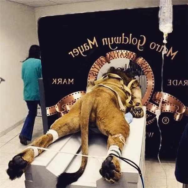 Trước đây, trên mạng xã hội có lan truyền hình ảnh một chú sư tử bị trói trên bàn, chú thích rằng chú ta đang chụp phông nền cho MGM. Tuy nhiên đây là một trò bịa đặt, thực chất chú ta sắp được làm phẫu thuật, còn phông nền chỉ là được Photoshop thêm vào thôi.