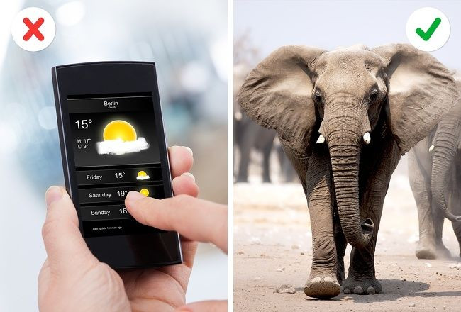  Dự báo thời tiết nhờ voi: Các nhà khoa học đã nghiên cứu, theo dõi loài voi trong nhiều năm và phát hiện ra voi có thể phát hiện ra cơn bão trong khoảng cách hơn 104 km. Nếu một con voi quyết định rời khỏi một nơi nào đó thì ngày hôm sau ắt hẳn sẽ có mưa. Vì thế, nếu đang ở cùng một con voi, bạn có thể tham khảo ý kiến của chúng xem ngày mai ra khỏi nhà có cần mang áo mưa đi không nhé!