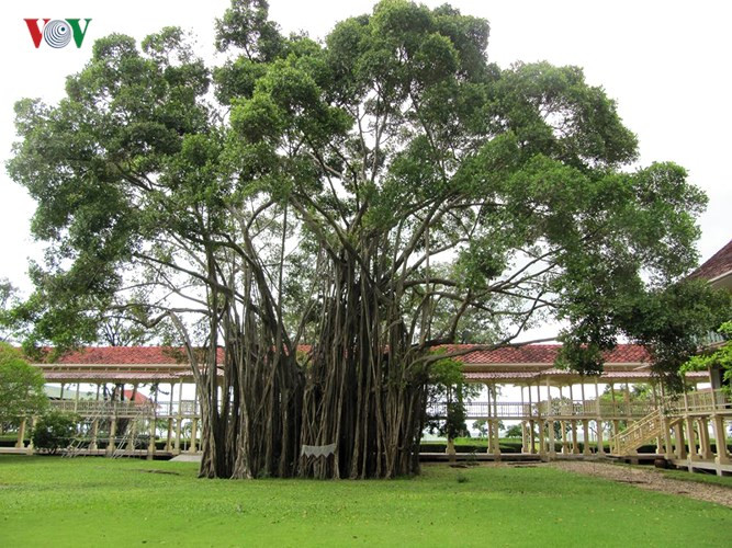 Đến cung điện mùa hè Mrigadayavan, du khách sẽ có cảm giác như lạc vào một thiên đường xanh mát với thảm cỏ xanh tươi và những loại cây độc đáo.