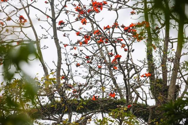 Khi hoa gạo nở, báo hiệu những đợt lạnh cuối cùng sắp qua, chuẩn bị chuyển sang hè. Trong mùa hoa, cây rụng hết lá, chỉ có những bông hoa đỏ rực trên cành.