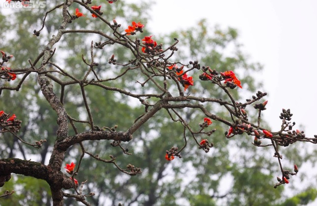 Mùa hoa gạo kéo dài gần một tháng.