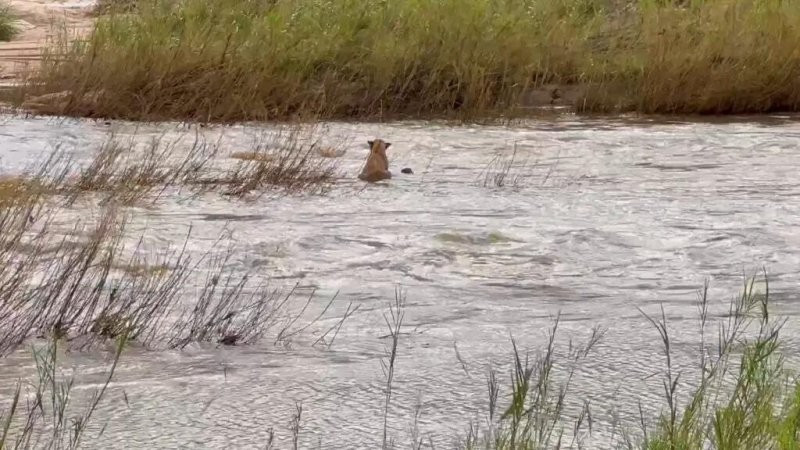 Cam dong tinh mau tu cua vua thao nguyen