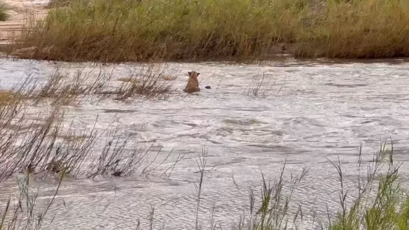 Cam dong tinh mau tu cua vua thao nguyen