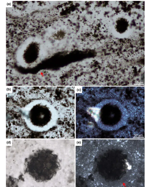 Phát hiện hóa thạch gây sốc của sinh vật 2,4 tỉ năm tuổi Phat hien hoa thach gay soc cua sinh vat 2,4 ti nam tuoi