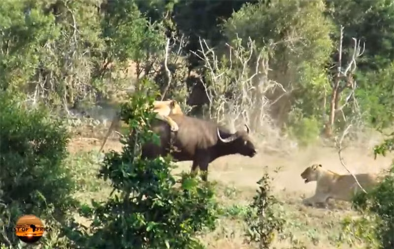 Can canh trau rung bi dan su tu xe xac-Hinh-2