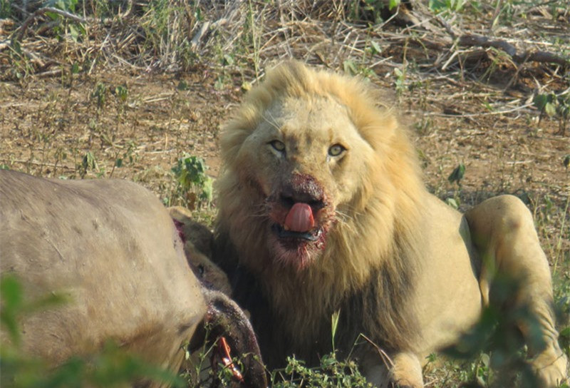 Can canh trau rung bi dan su tu xe xac-Hinh-8