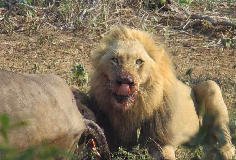 Can canh trau rung bi dan su tu xe xac-Hinh-8