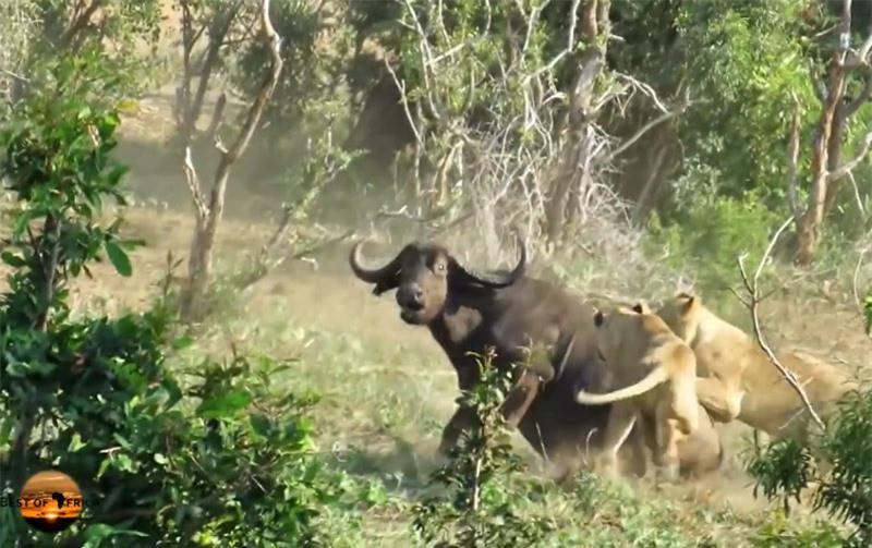 Can canh trau rung bi dan su tu xe xac-Hinh-5