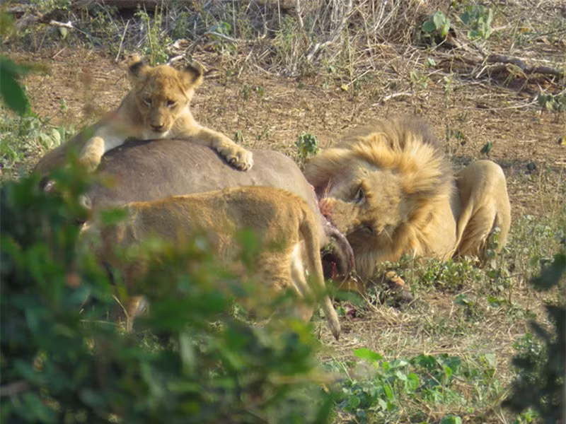 Can canh trau rung bi dan su tu xe xac-Hinh-9