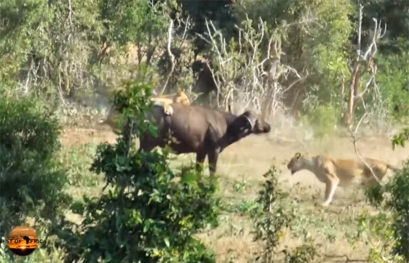 Can canh trau rung bi dan su tu xe xac-Hinh-3