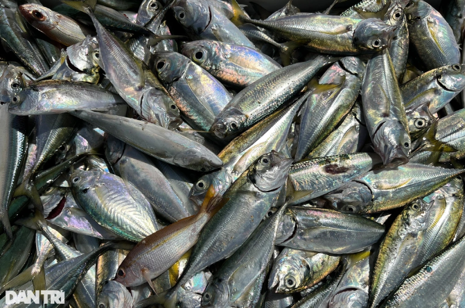 Vuot song cao 3m, ngu dan 