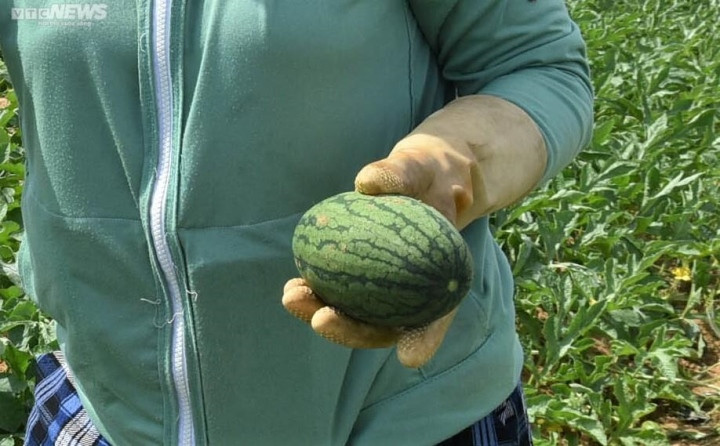 Tương tự, ông Lê Văn Nở (thôn Thắng Lợi, xã Phú Cần) cho biết năm nay, khí hậu thuận lợi nên dưa cũng tương đối năng suất. Mấy năm trước, những quả dưa non bị cắt bỏ tràn lan tại ruộng mà không có ai đến lấy song năm nay lại có người đến mua với giá 1.500-2.000 đồng/kg. "Gia đình tôi trồng được 3 đám dưa với diện tích khoảng 2 ha. Những đám nào đã lựa quả thì cắt dưa non kém chất lượng bỏ đi. Chẳng hạn, 1 gốc cây dưa hấu mọc ra 3 dây thì mỗi dây mình chọn 2 quả tốt nhất để lại, còn là cắt bỏ hết. Cách đây 2 ngày, tôi thu gom dưa hấu non trong ruộng về bán được hơn 1 triệu đồng”, ông Nở chia sẻ.