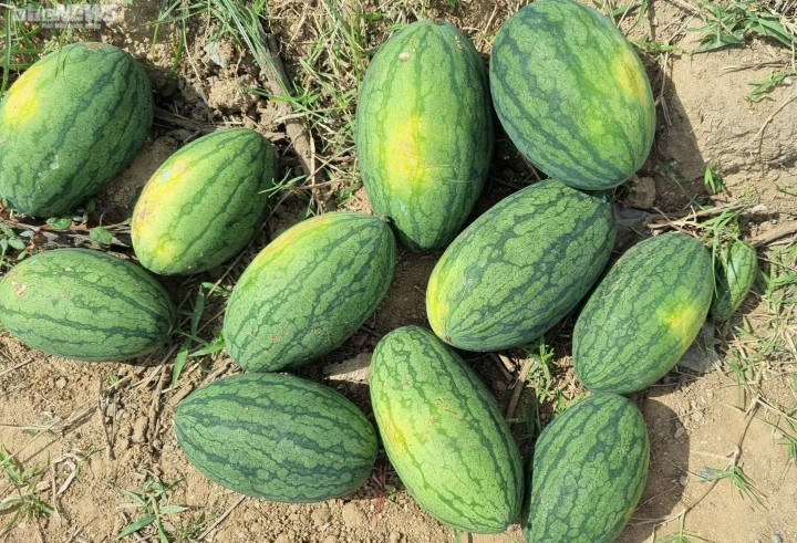 Chị Trần Thị Tuyên - một thương lái ở TP Kon Tum (tỉnh Kon Tum) cho hay, nhiều năm qua, chị đã đi các nơi như Đắk Lắk, Gia Lai, Kon Tum để thu mua dưa non. Mỗi ngày chị mua hàng chục tấn dưa non của người dân khu vực huyện Krông Pa. Ai muốn bán dưa non cứ đến ruộng nhận bao bì rồi gom dưa bỏ vào. Khoảng 17 giờ hàng ngày, xe của chị Tuyên sẽ đến cân rồi trả tiền.