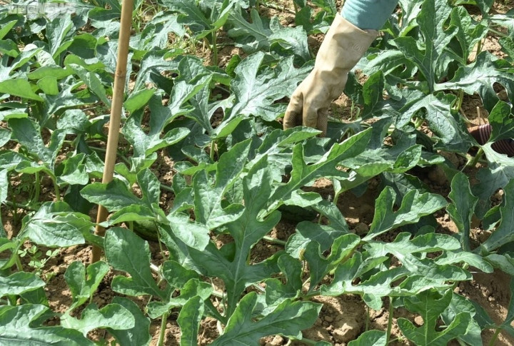 Sở hữu ruộng dưa rộng 1,2 ha, ông Lê Văn Thật (xã Phú Cần) cho biết khoảng hơn một tuần trở lại đây, thương lái đến hỏi mua dưa non đã cắt bỏ rất nhiều. Hiện gia đình ông đã gom khoảng 600 kg quả dưa hấu non và được thương lái đến thu mua với giá 1.500 đồng/kg.