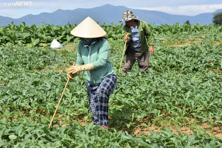 Những ngày này, trên các ruộng dưa, bà con nông dân đang tất bật chăm sóc để chuẩn bị cho vụ thu hoạch dự kiến vào cuối tháng Giêng (âm lịch).