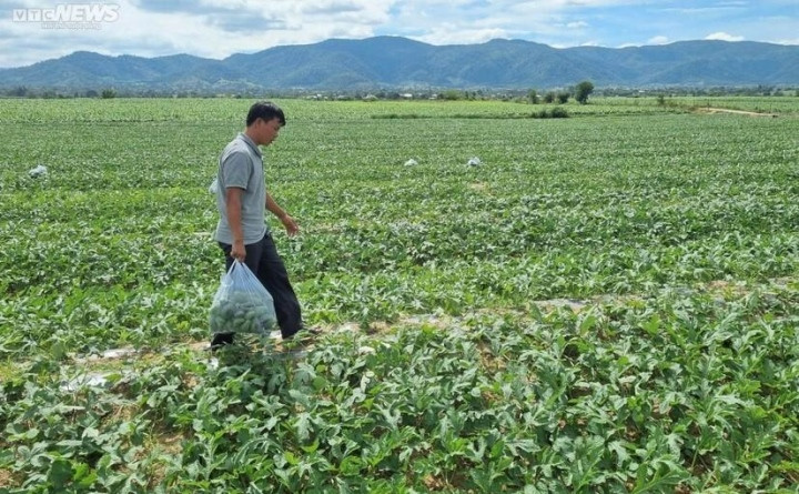 Cũng theo ông Châu, vụ dưa năm nay tương đối được mùa, trung bình đạt khoảng 40 tấn/ha. So với trước Tết giá dưa chỉ khoảng 2.000-3.000 đồng/kg, thì hiện đã tăng lên 5.000 đồng/kg. Với giá này, người dân đã có lợi nhuận. Hiện chưa đến thời điểm thu hoạch song với việc thị trường Trung Quốc mở cửa, hy vọng giá dưa sẽ cao và việc tiêu thụ của người dân cũng tốt hơn.