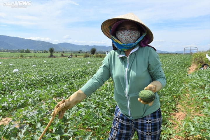 Thông thường, mỗi nhánh (dây) của bụi dưa, nông dân sẽ giữ lại 1-2 quả để nuôi lớn thành phẩm, các quả non còn lại sẽ được cắt bỏ. Khác với những năm trước, những quả dưa hấu non bị cắt bỏ nằm la liệt, thối rữa trên ruộng thì năm nay đã có thương lái đến thu mua, giúp nông dân có thêm thu nhập.