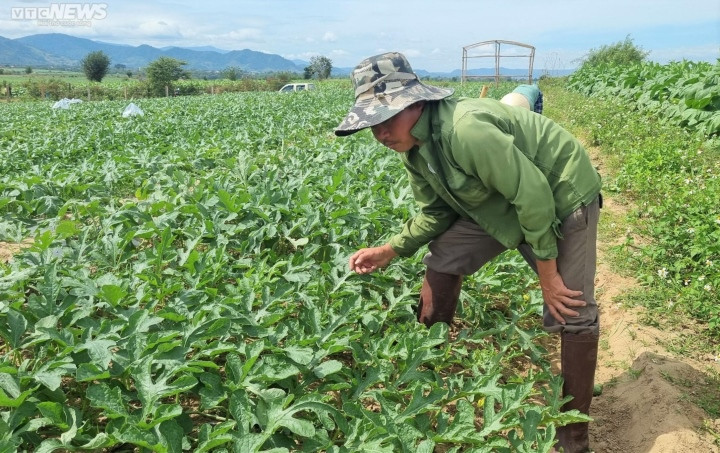 "Giá dưa non tôi thu mua sẽ giao động từ 1.500 - 2.000 đồng/kg. Sau khi thu mua, số dưa non này tôi bán lại cho một thương lái ở TP.HCM, còn họ mua về làm gì thì tôi không biết", chị Tuyên nói.