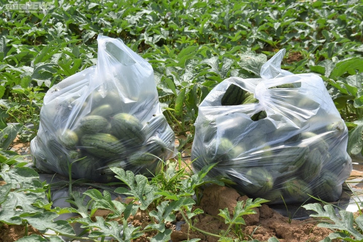 Ông Võ Ngọc Châu - Trưởng phòng Nông nghiệp và PTNT huyện Krông Pa cho biết mấy ngày trước, Phòng đã nghe thông tin thương lái đến thu mua dưa hấu non bỏ đi của người dân. Điều này thấy hơi lạ vì những năm trước, dưa non bỏ đầy ruộng. “Không biết họ mua với mục đích gì nhưng thực tế đã thấy người dân bán được rất nhiều dưa non với giá tương đối cao. Điều này rất đáng mừng, vì những quả dưa non vốn được nông dân cắt bỏ để cho thối rữa trên ruộng thì nay lại bán được giá, giúp thu về số tiền lớn”, ông Châu chia sẻ.