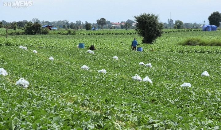 Huyện Krông Pa được xem là thủ phủ trồng dưa của tỉnh Gia Lai với diện tích hơn 1.000 ha. Nơi đây có khí hậu, thổ nhưỡng phù hợp với cây dưa hấu nên không chỉ người dân địa phương mà rất nhiều nông dân từ Bình Định, Phú Yên lên thuê đất để trồng.