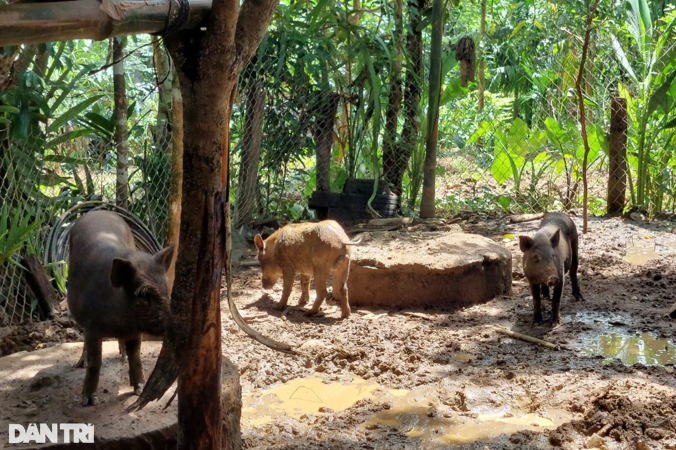 Ho dong bao thoat ngheo voi heo den ban dia