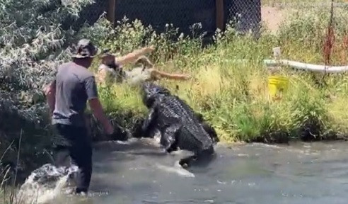 Video: Thấy người cho ăn bị trượt chân, cá sấu nặng 270kg chồm tới Video: Thay nguoi cho an bi truot chan, ca sau nang 270kg chom toi