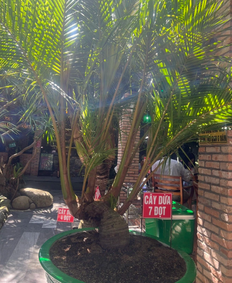 Quan ca phe doc, la o Can Tho-Hinh-3