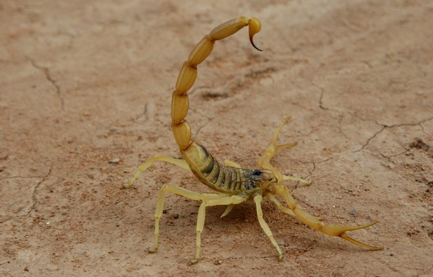 “Than duoc” dat gia nhat tren the gioi, co tien cung kho mua duoc