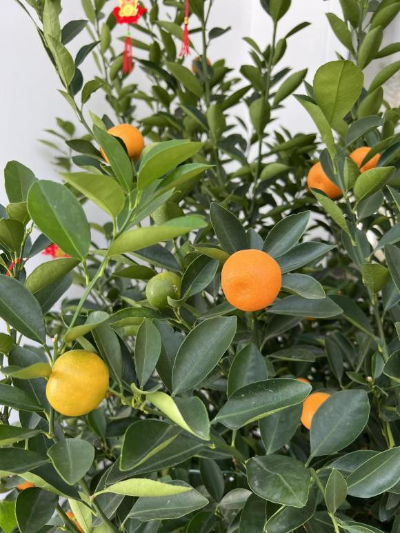 Ha Tang khoe biet thu trang hoang ngap sac hoa don Tet-Hinh-3