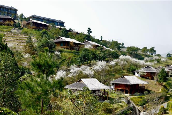 Hoa mận nở rộ tại Le Champ Tú Lệ, huyện Văn Chấn.