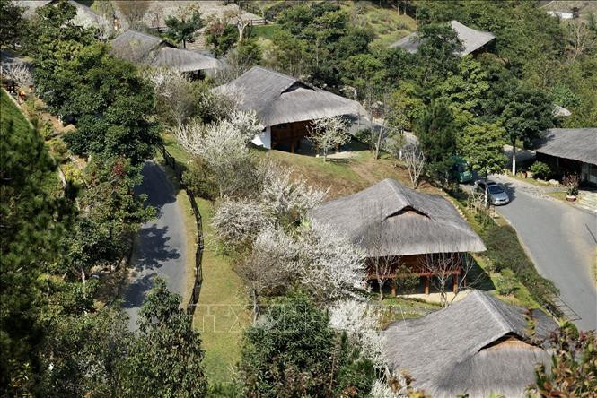 Bất cứ ai đặt chân đến Yên Bái mùa hoa mận cũng như lạc vào chốn bồng lai tiên cảnh quên cả lối về.