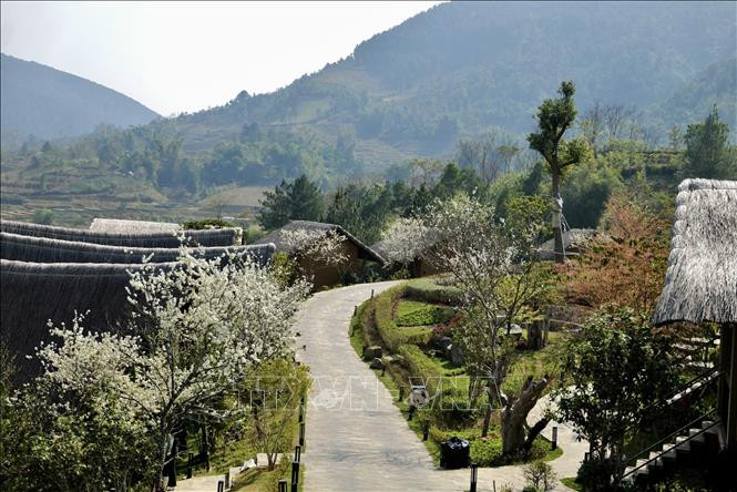 Ở Yên Bái, những nơi có hoa mận nhiều nhất phải kể đến Văn Chấn, Mù Cang Chải, Trạm Tấu, Văn Yên...