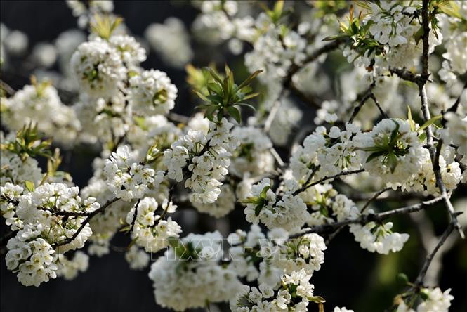 Hoa mận thường nở rộ khi Đông tàn Xuân tới.