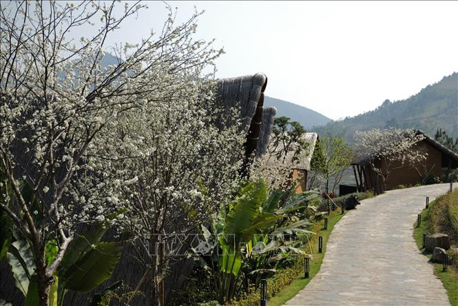 Cây mận mọc trên những rẻo cao vùng Tây Bắc và làm bạn với người Tày, người Mông, người Dao... từ bao đời nay.